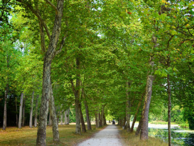 aromatizante aromatizante