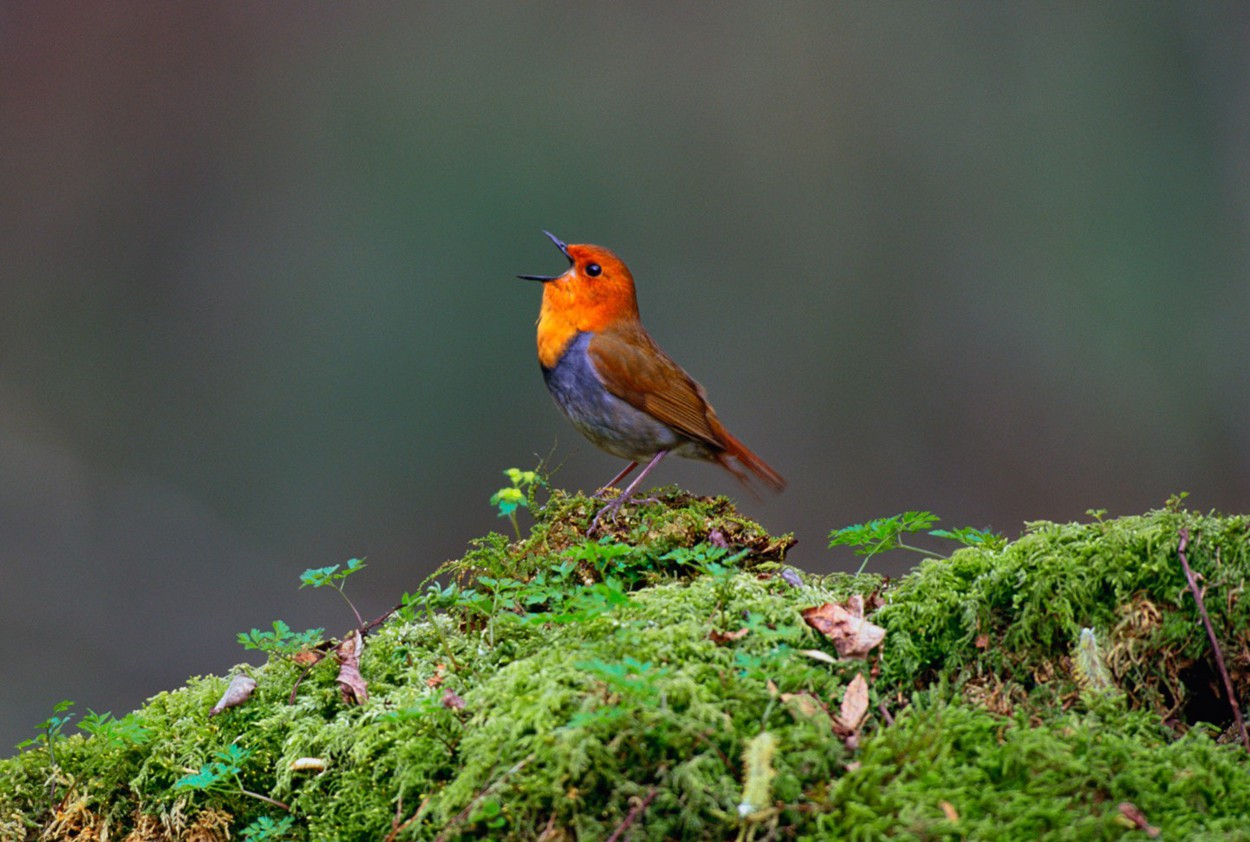 Japanese Robin, Yatsugatake, Nagano, Japan